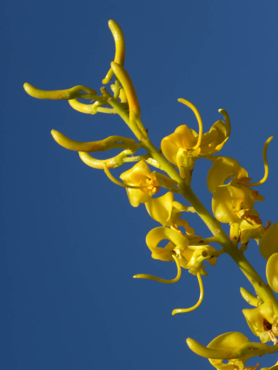 Vochysiaceae Vochysia gardneri
