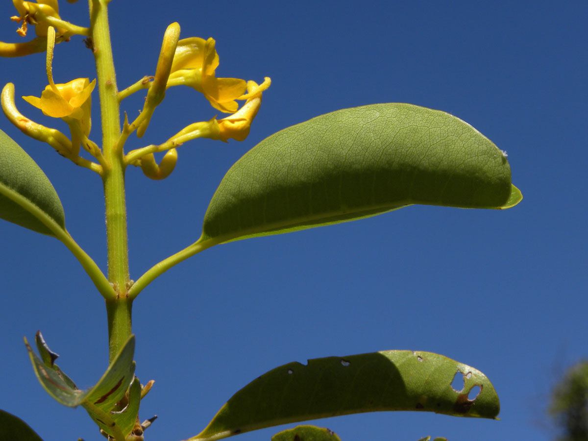 Vochysiaceae Vochysia gardneri