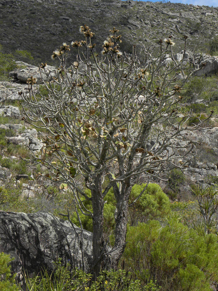 Asteraceae Wunderlichia cruelsiana