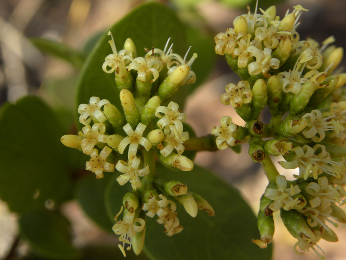 Loganiaceae Antonia ovata