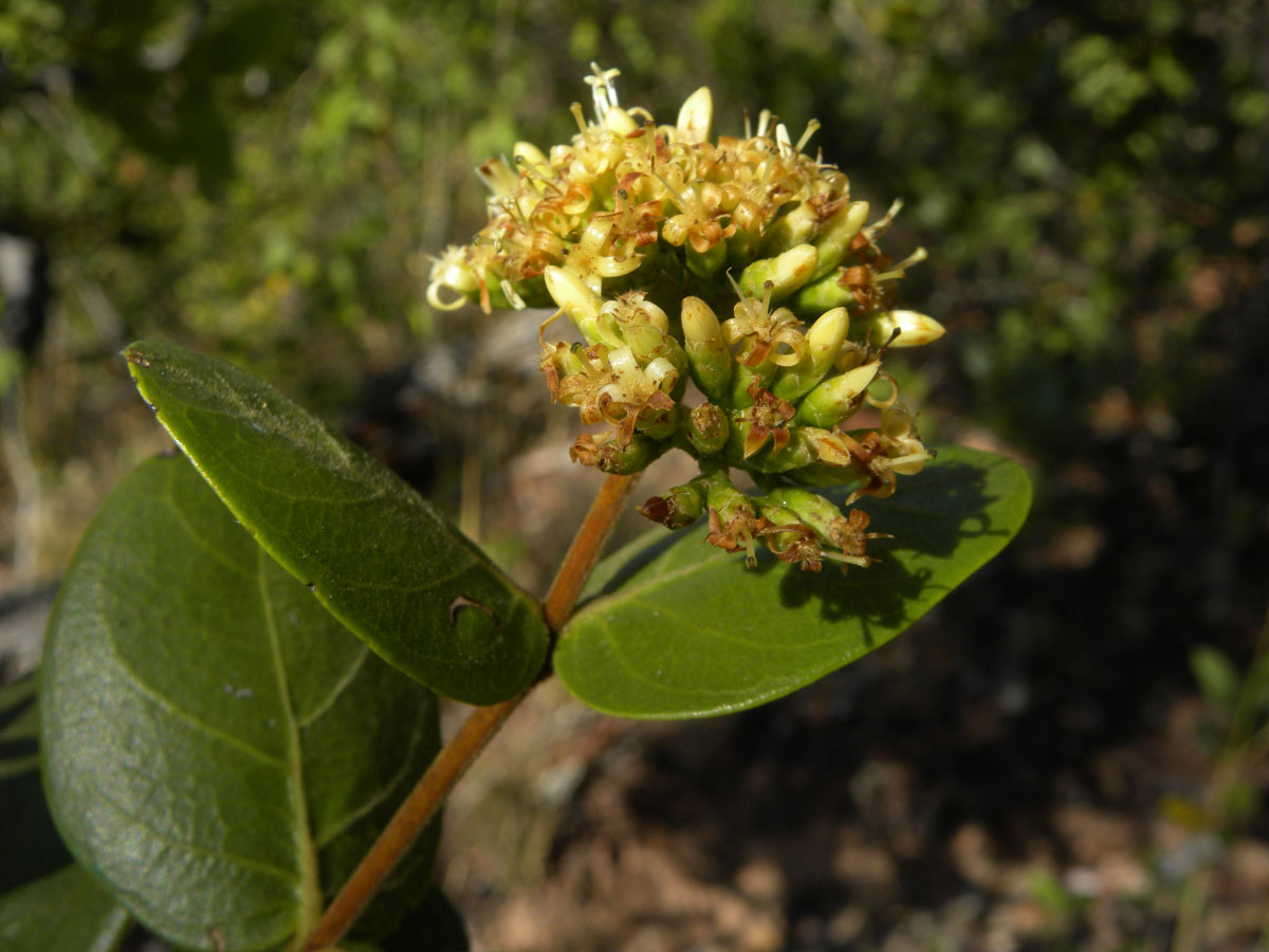 Loganiaceae Antonia ovata