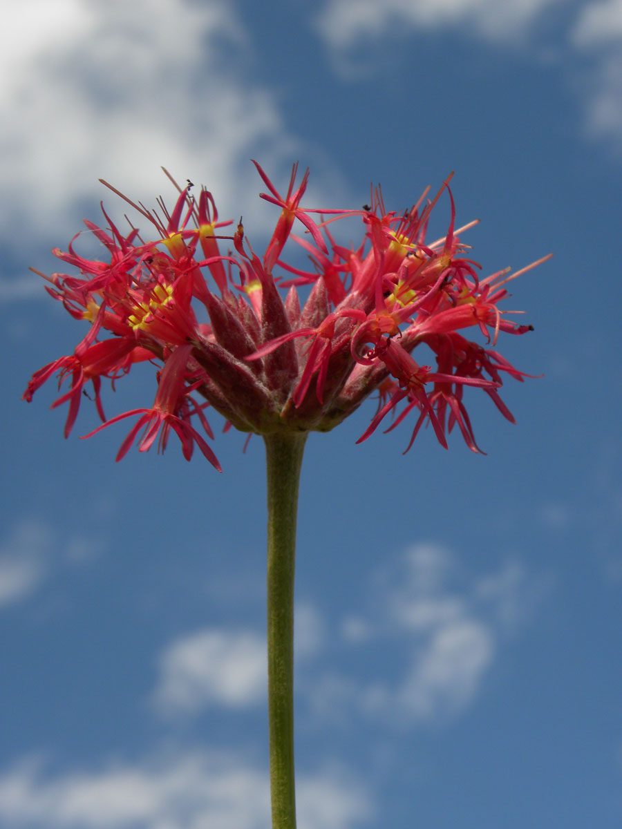 Asteraceae Chresta speciosa
