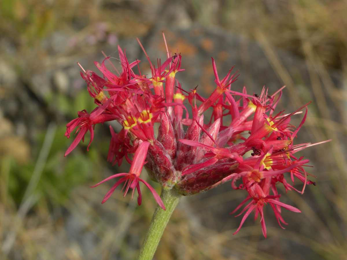 Asteraceae Chresta speciosa