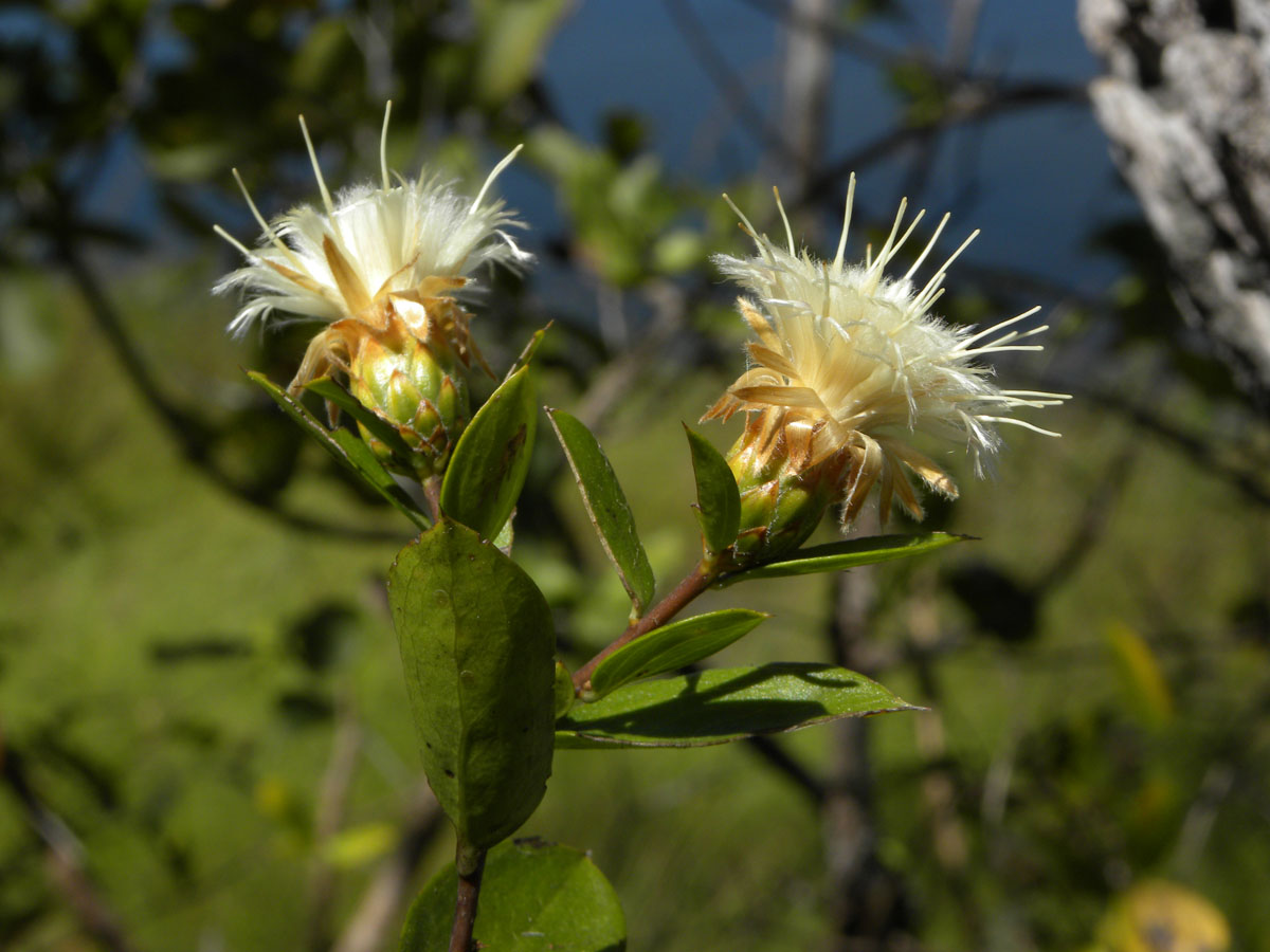 Asteraceae Dasyphyllum sprengelianum