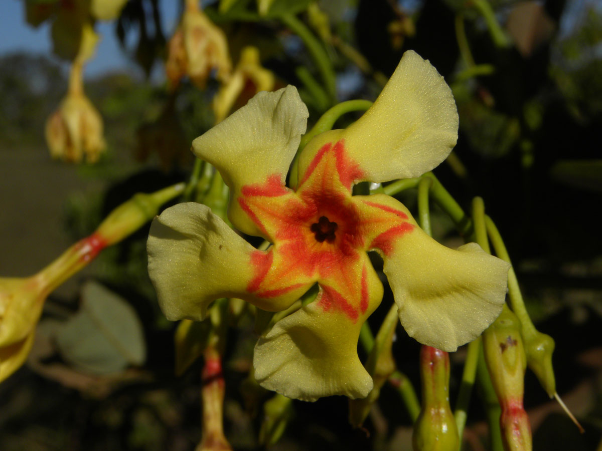 Apocynaceae Odontadenia hypoglauca