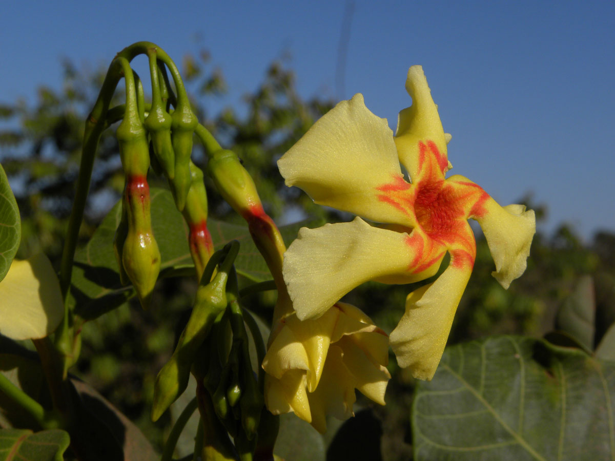 Apocynaceae Odontadenia hypoglauca