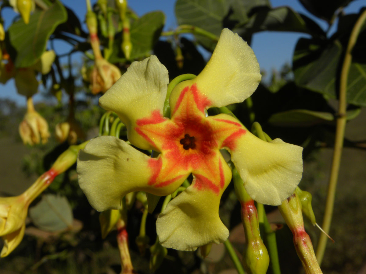 Apocynaceae Odontadenia hypoglauca