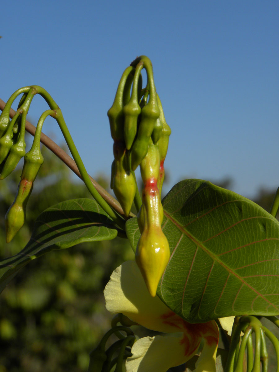 Apocynaceae Odontadenia hypoglauca