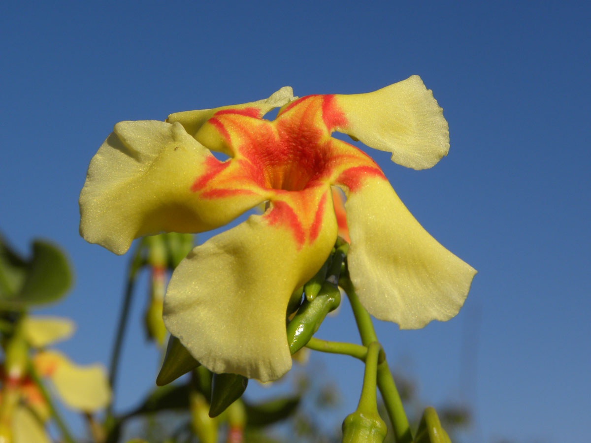 Apocynaceae Odontadenia hypoglauca