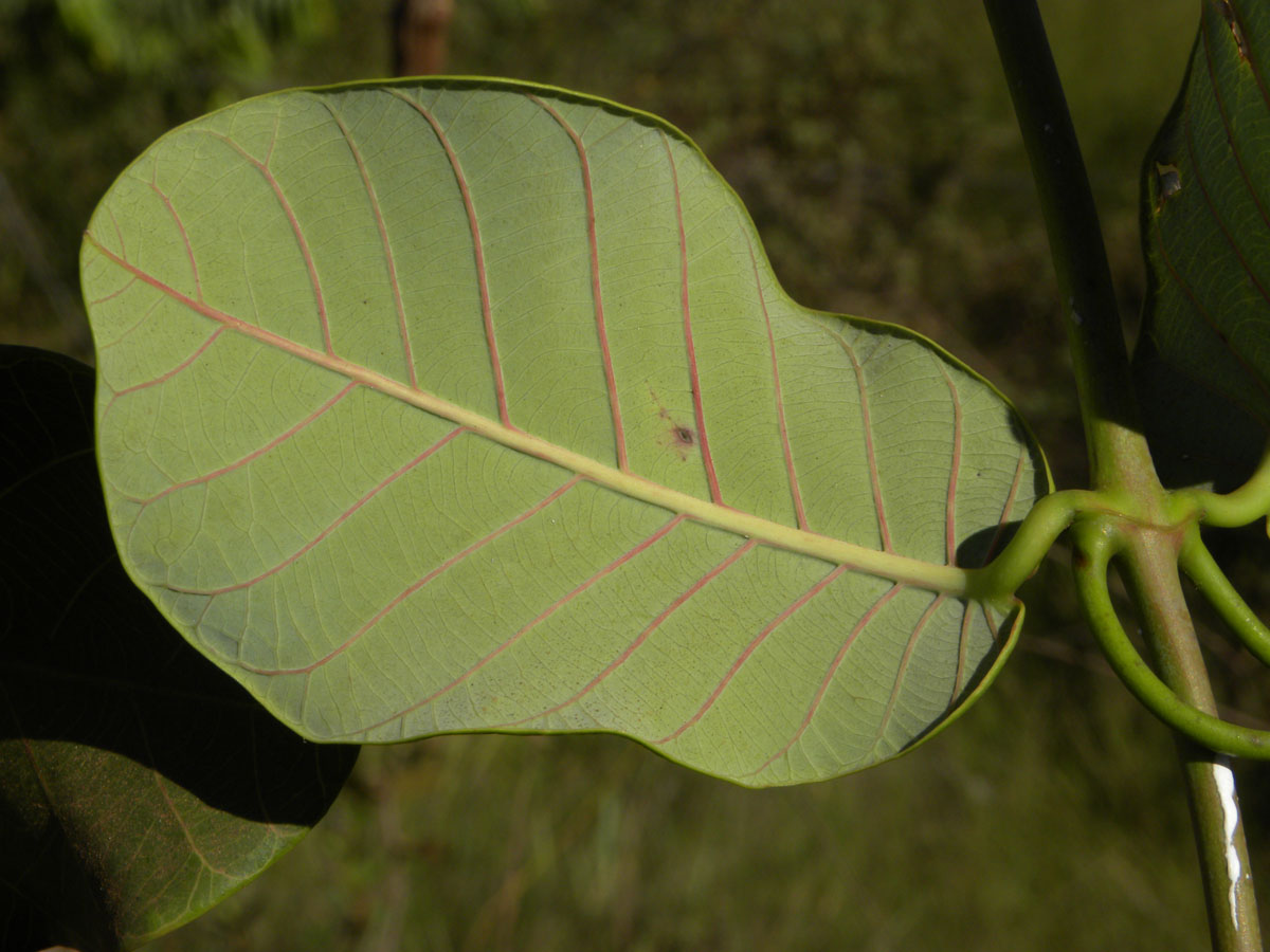 Apocynaceae Odontadenia hypoglauca