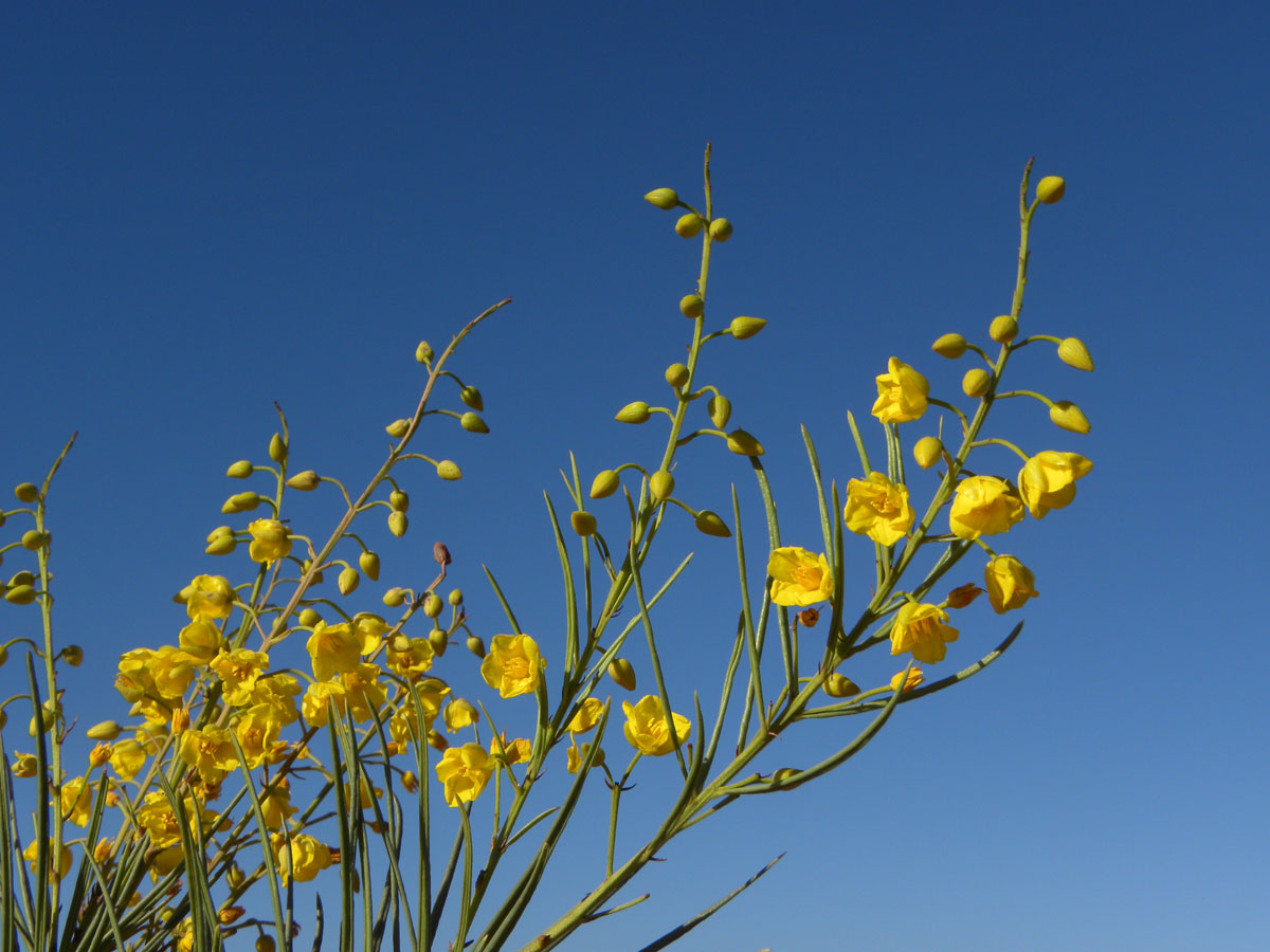 Ochnaceae Ouratea acicularis