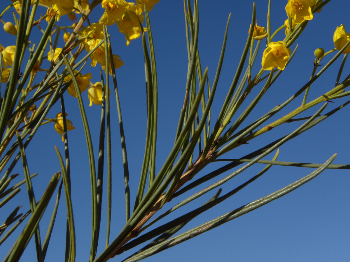 Ochnaceae Ouratea acicularis