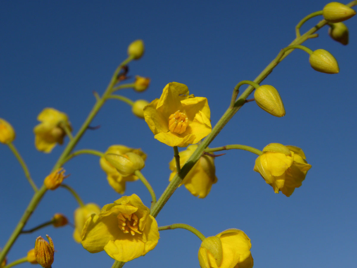 Ochnaceae Ouratea acicularis
