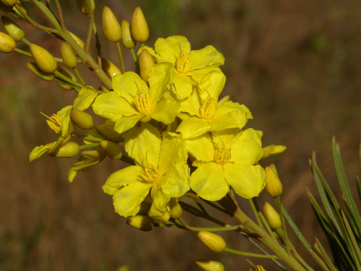 Ochnaceae Ouratea acicularis