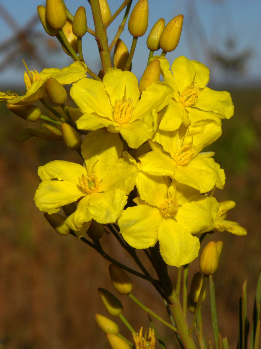 Ochnaceae Ouratea acicularis