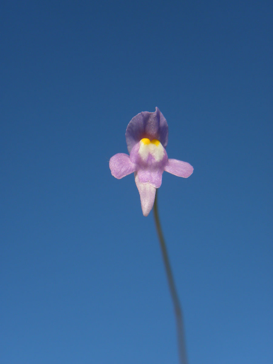 Lentibulariaceae Utricularia amethystina