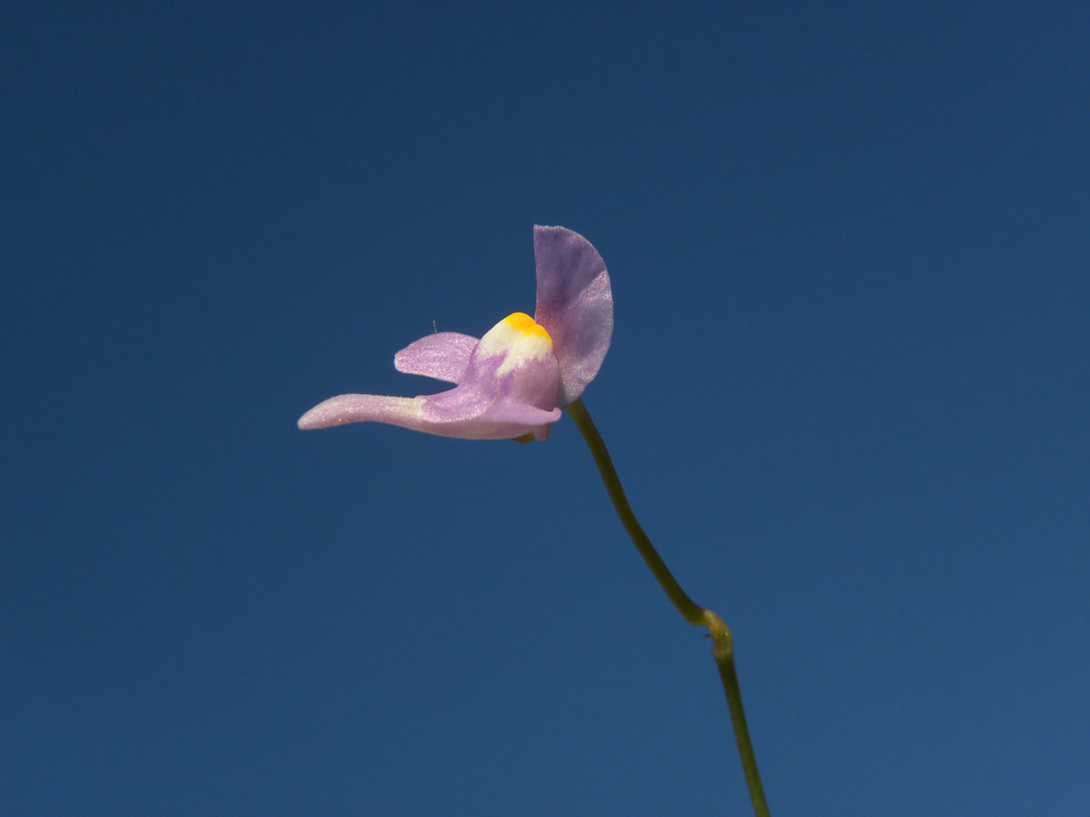 Lentibulariaceae Utricularia amethystina