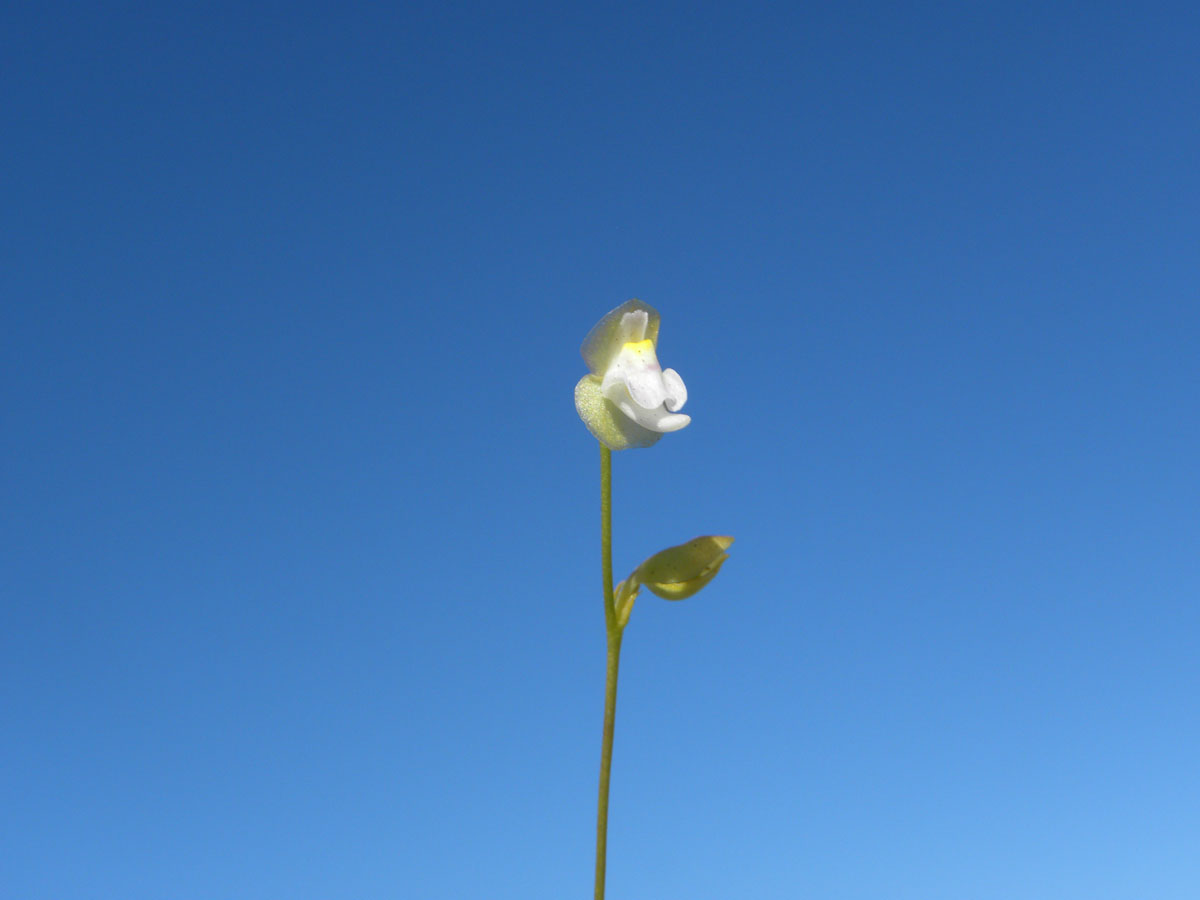 Lentibulariaceae Utricularia huntii
