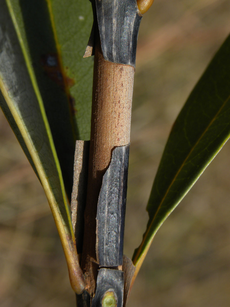 Vochysiaceae Vochysia pumila
