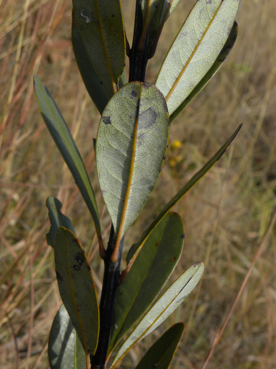Vochysiaceae Vochysia pumila