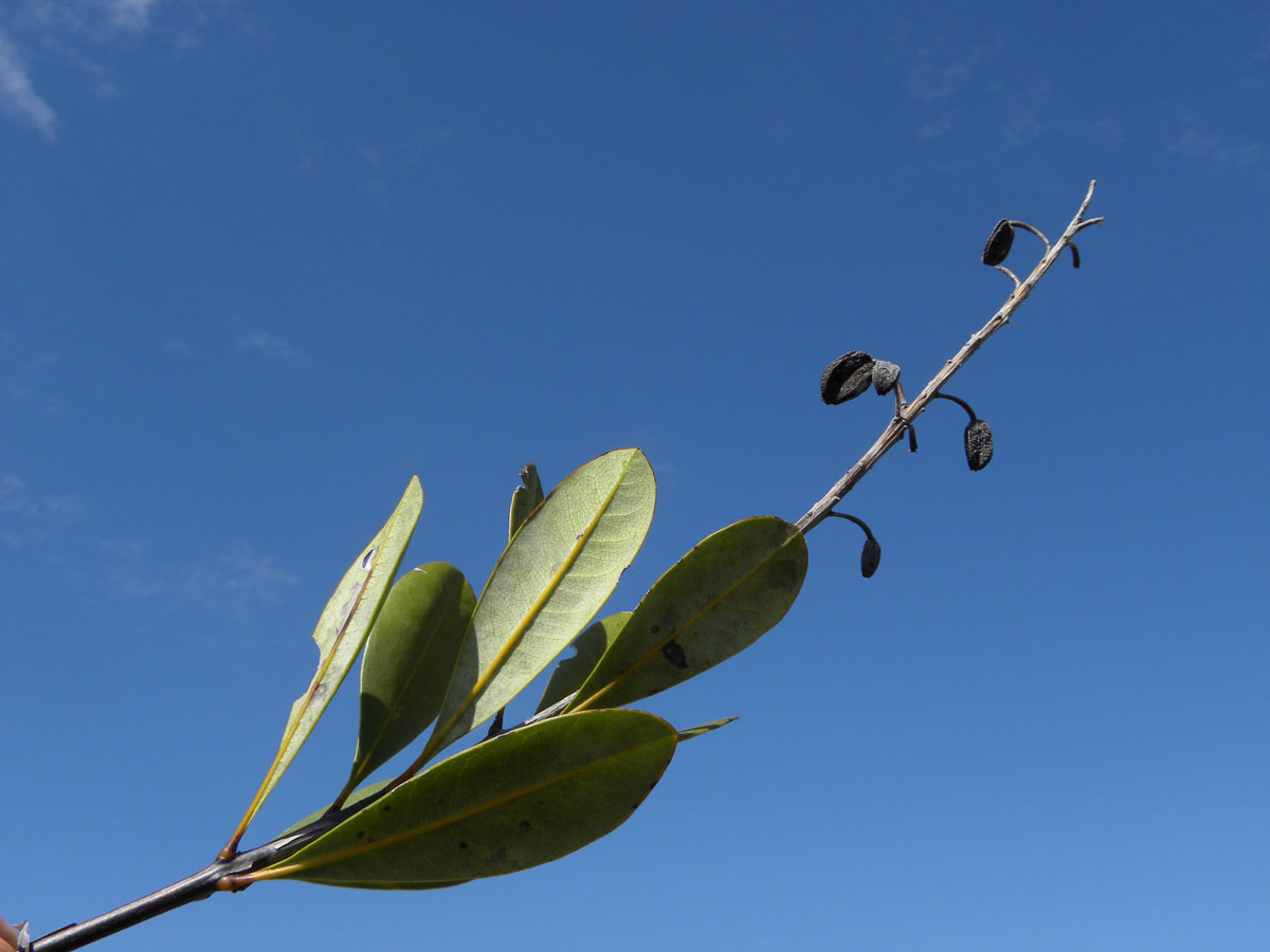 Vochysiaceae Vochysia pumila