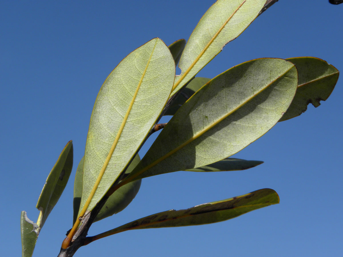 Vochysiaceae Vochysia pumila