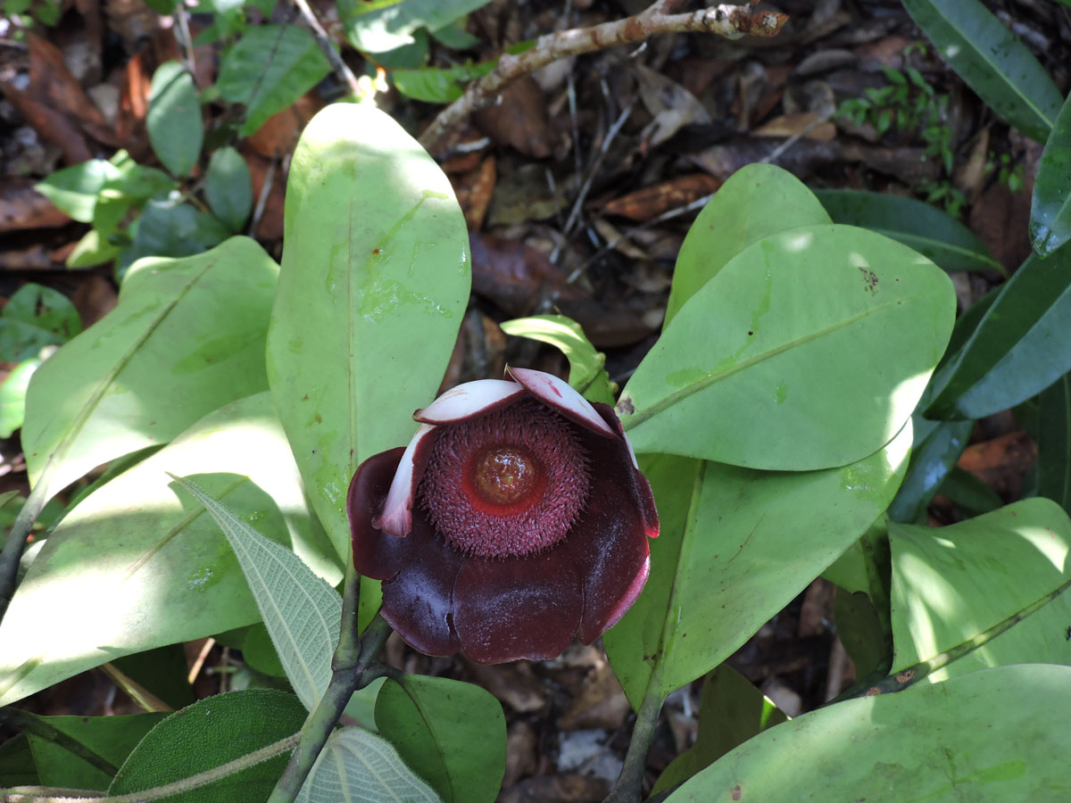 Clusiaceae Clusia insignis