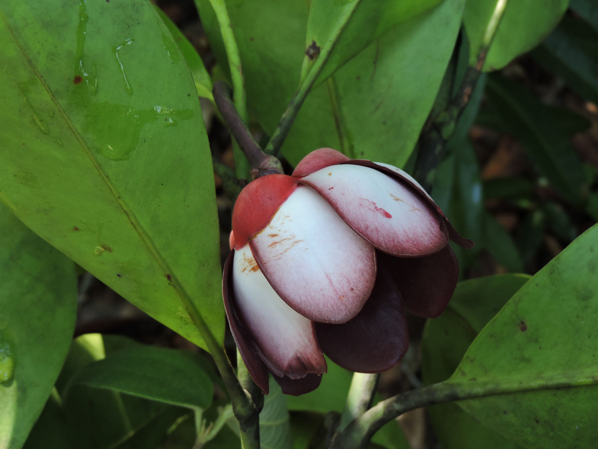 Clusiaceae Clusia insignis