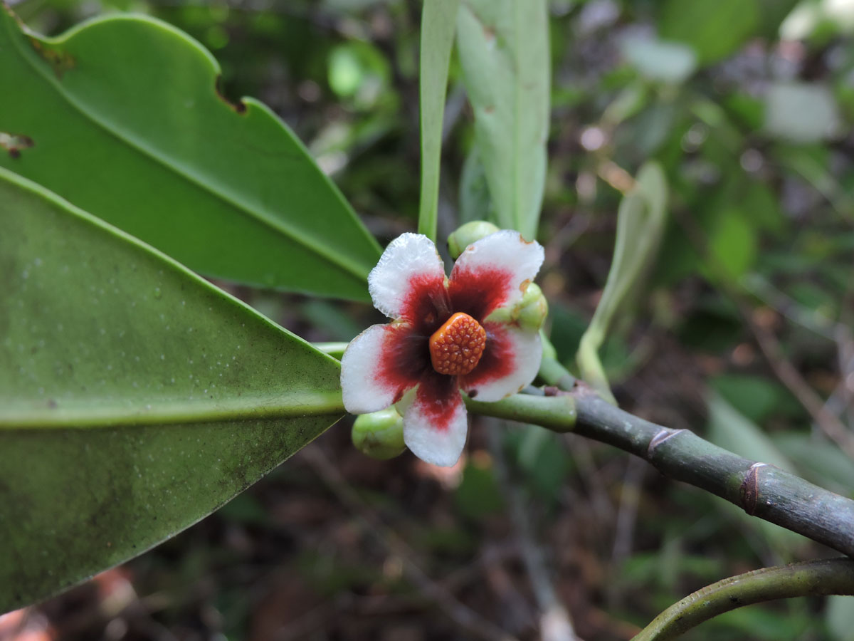 Clusiaceae Clusia renggerioides