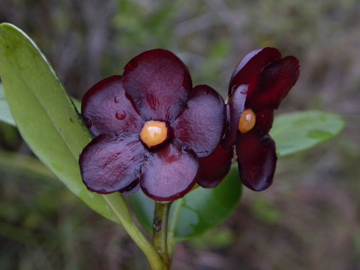 Clusiaceae Clusia nitida