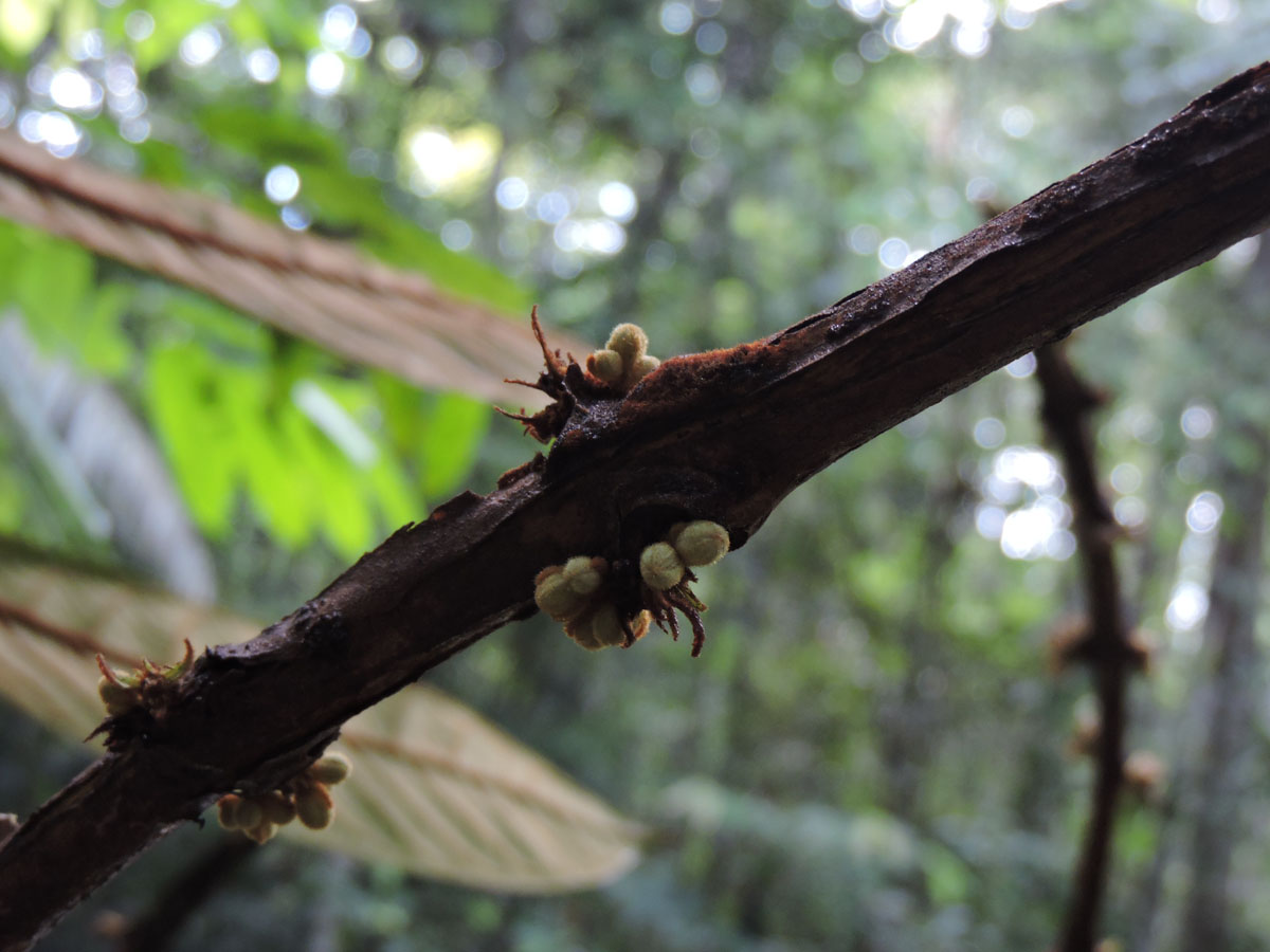 Hypericaceae Vismia cauliflora