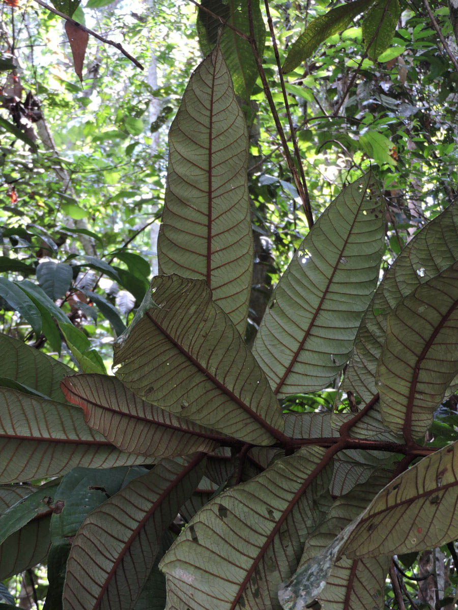 Hypericaceae Vismia cauliflora