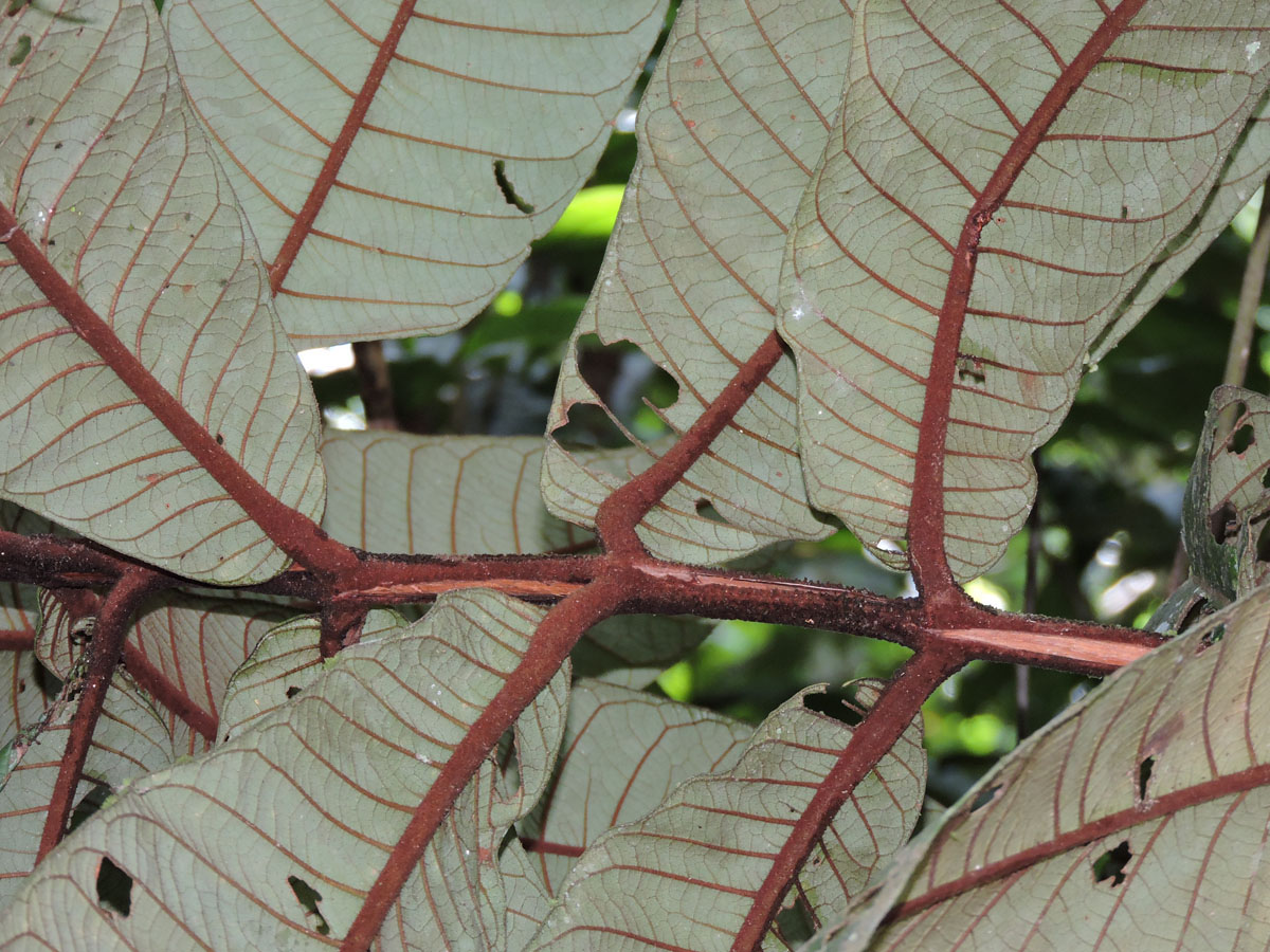 Hypericaceae Vismia cauliflora