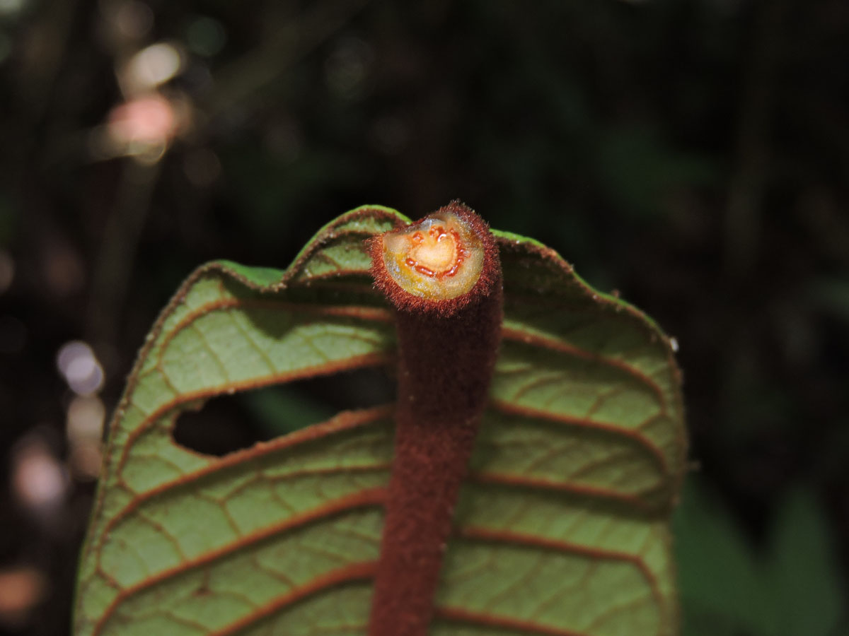 Hypericaceae Vismia cauliflora