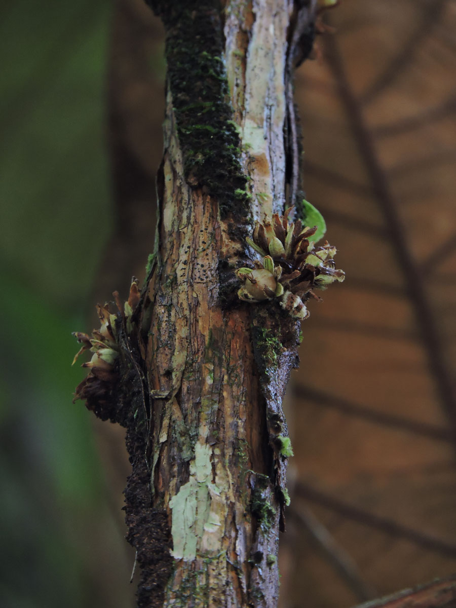 Hypericaceae Vismia cauliflora