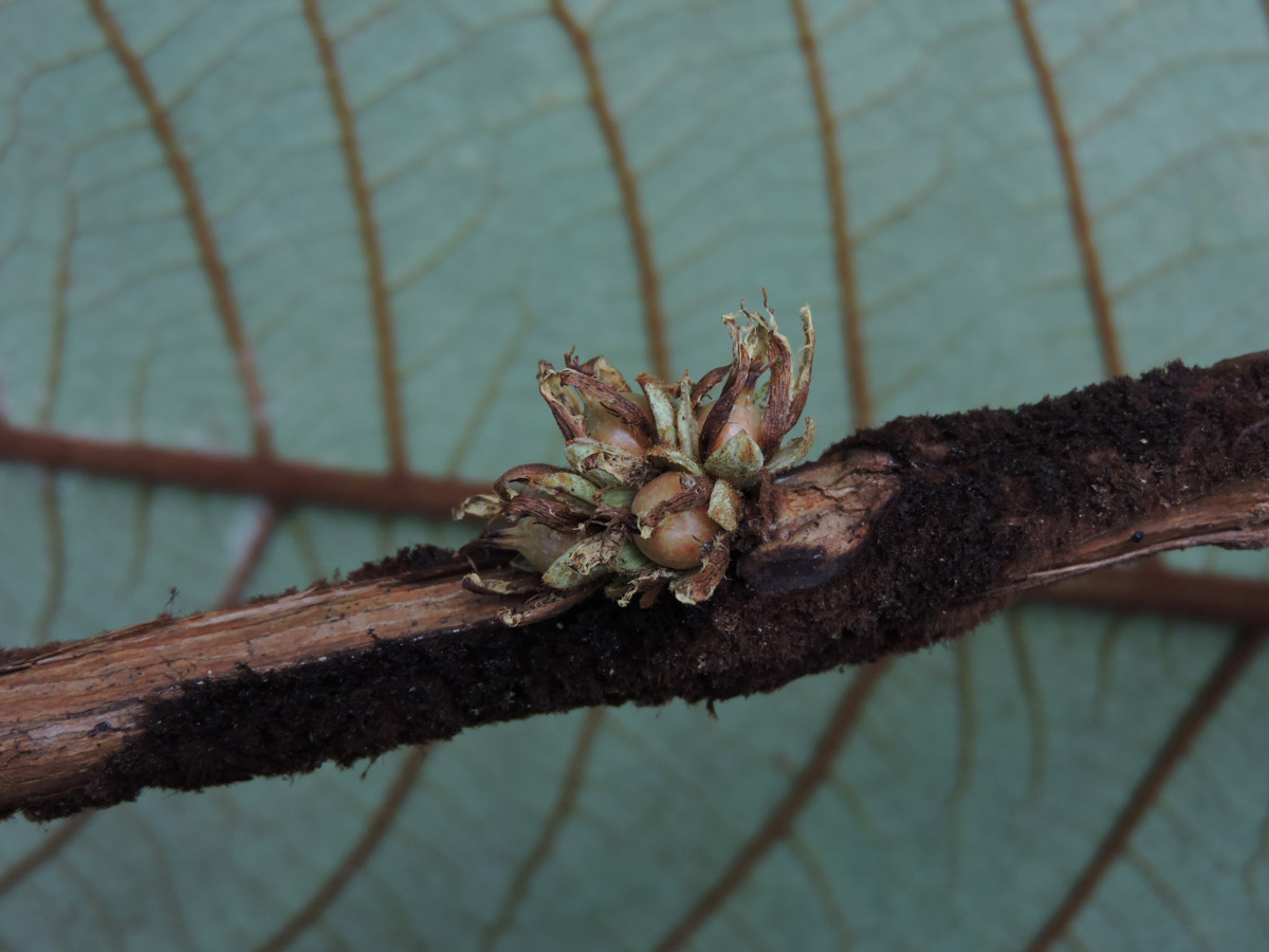 Hypericaceae Vismia cauliflora