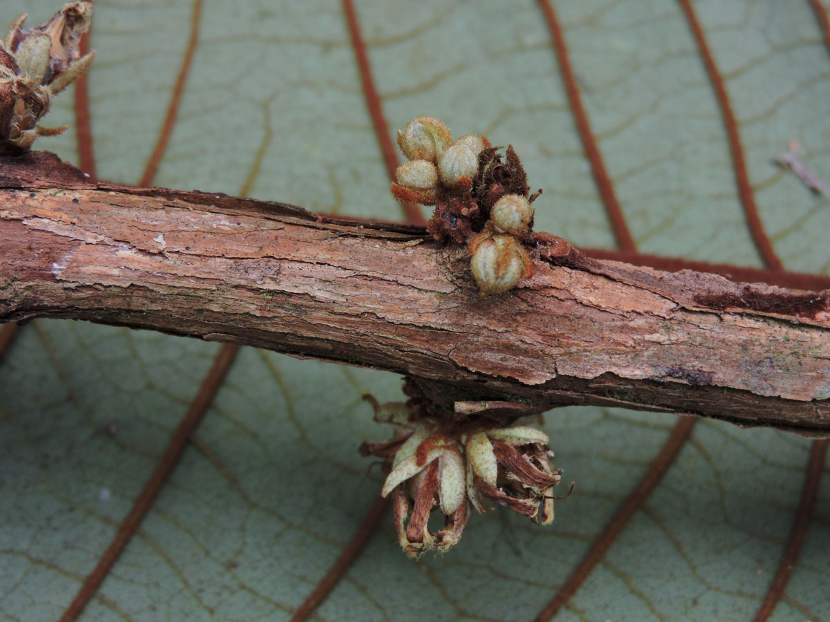 Hypericaceae Vismia cauliflora