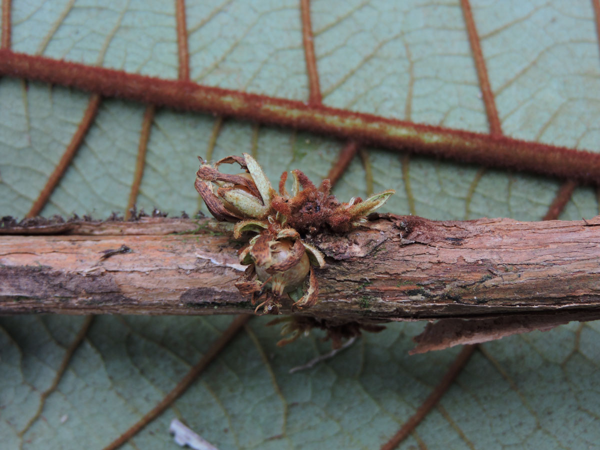 Hypericaceae Vismia cauliflora