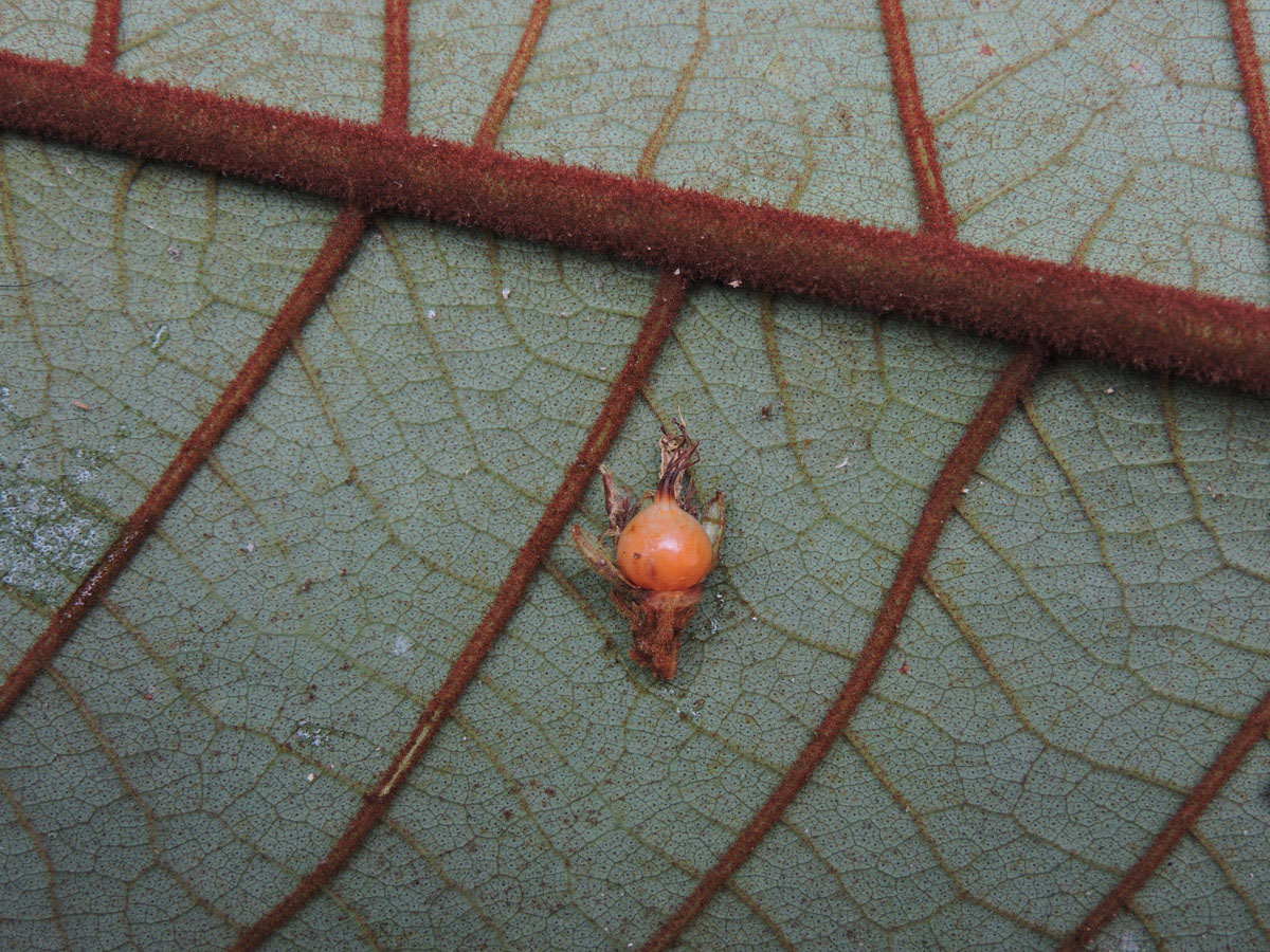 Hypericaceae Vismia cauliflora