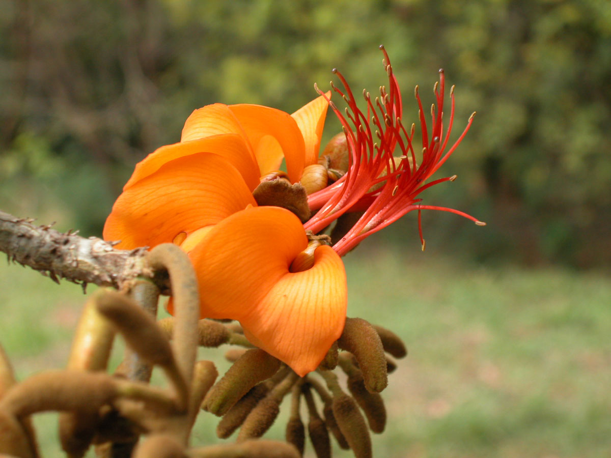 Fabaceae Erythrina velutina