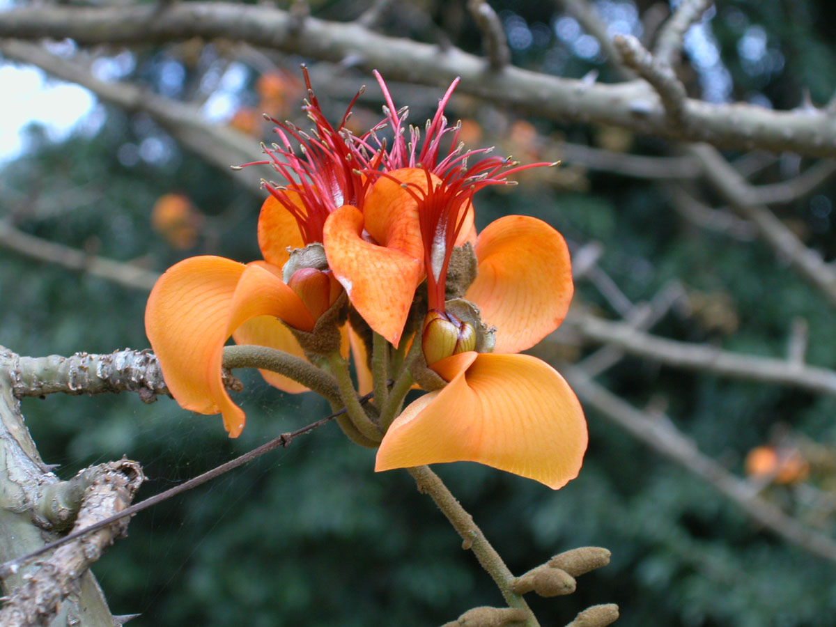 Fabaceae Erythrina velutina
