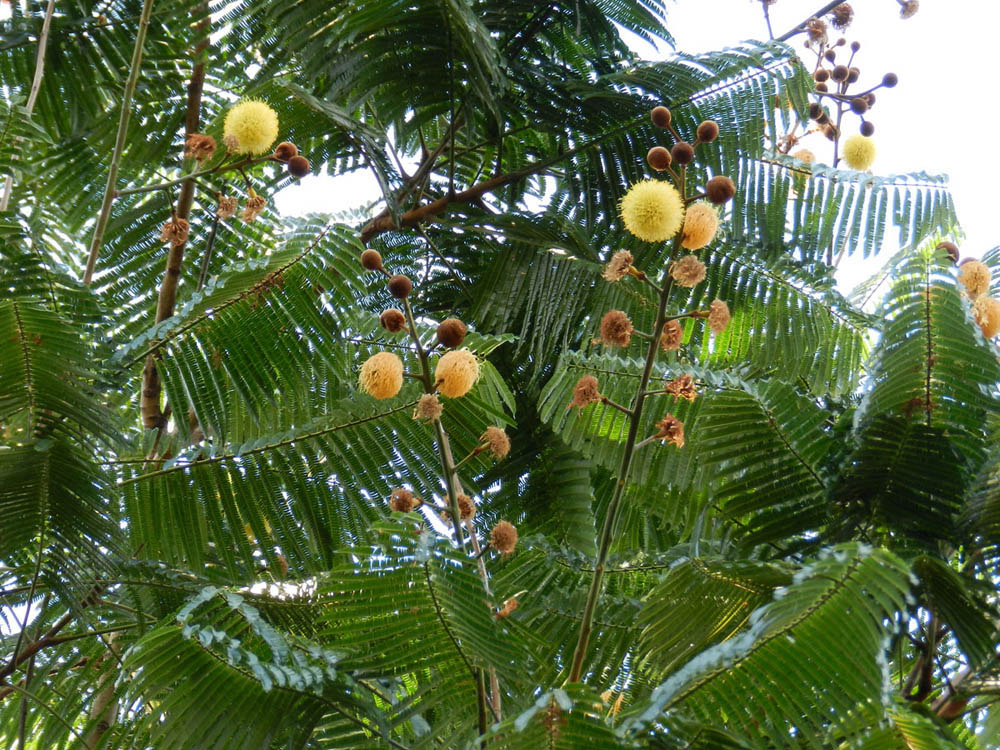 Fabaceae Parkia multijuga