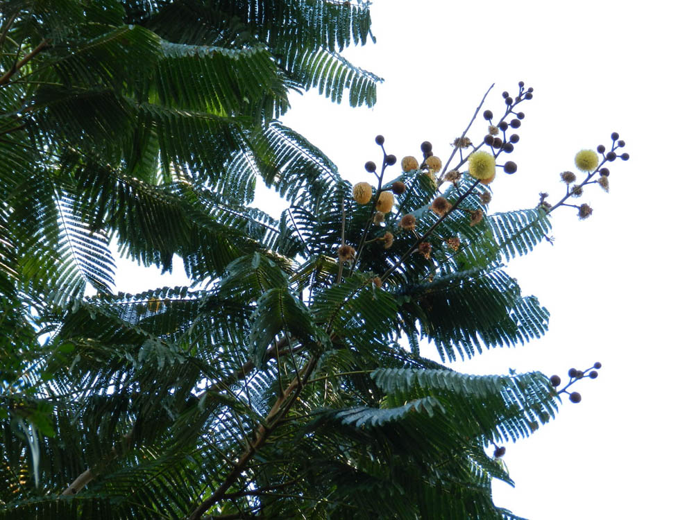 Fabaceae Parkia  mutijuga