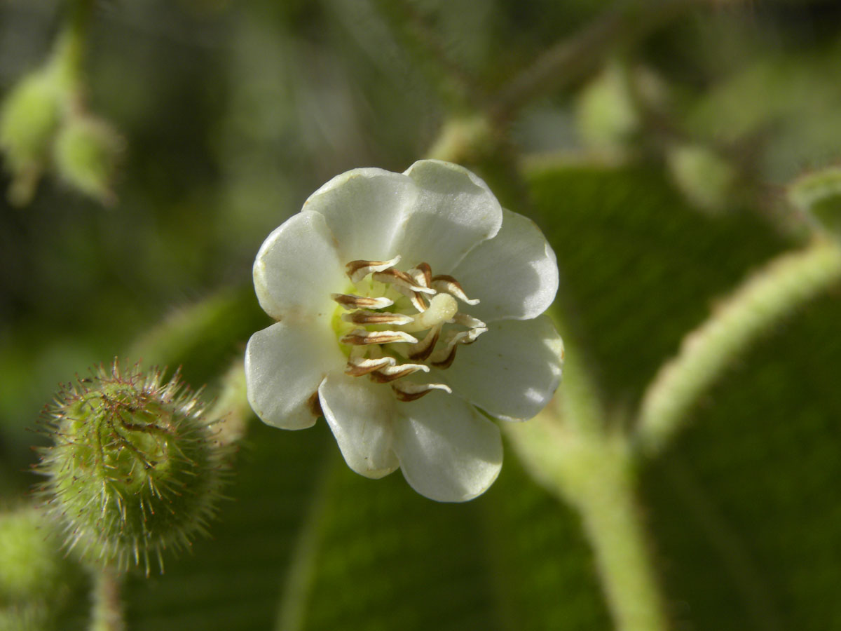 Melastomataceae Clidemia octona