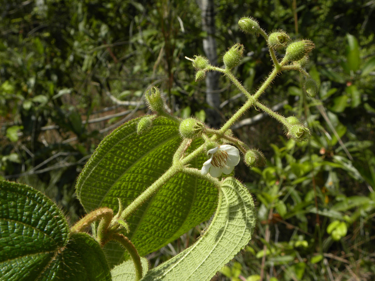 Melastomataceae Clidemia octona