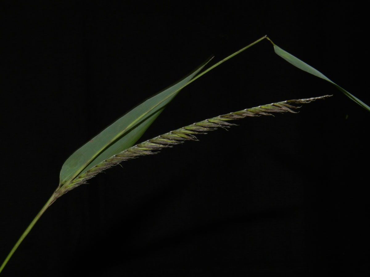Poaceae Merostachys neesii