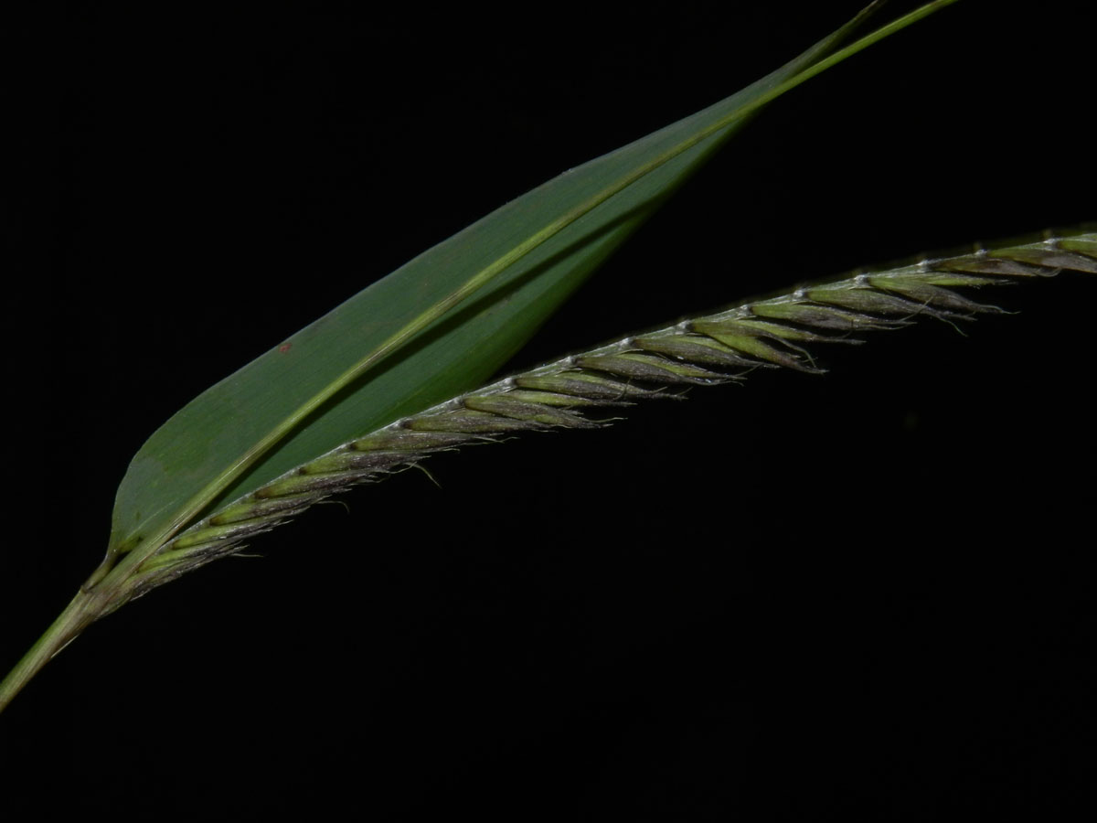 Poaceae Merostachys neesii