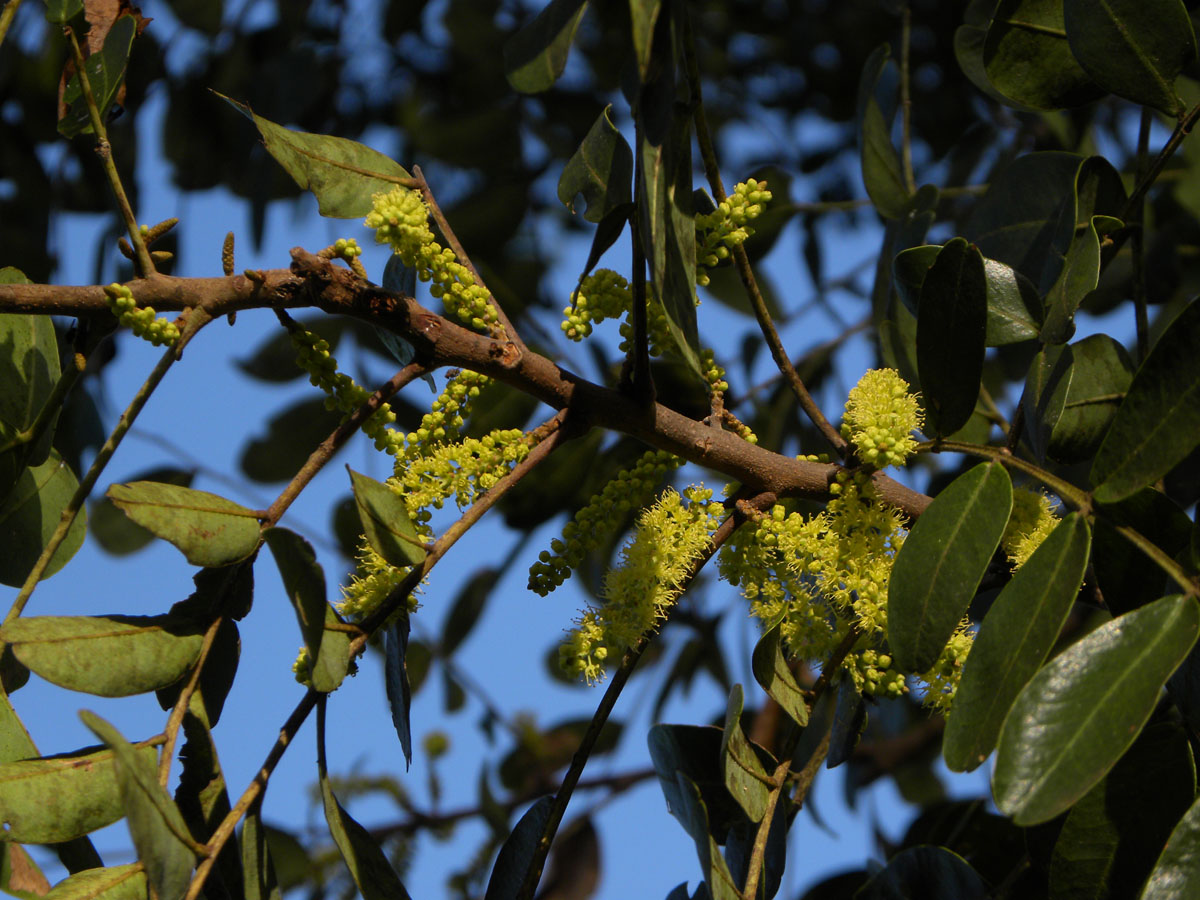 Fabaceae Pterogyne nitens