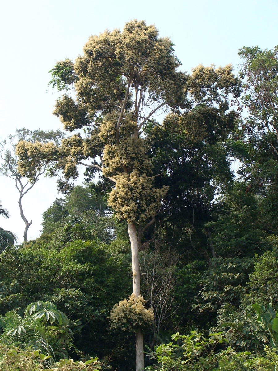 Vochysiaceae Erisma floribundum