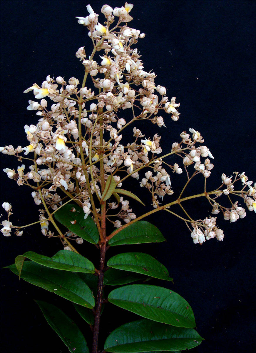 Vochysiaceae Erisma floribundum